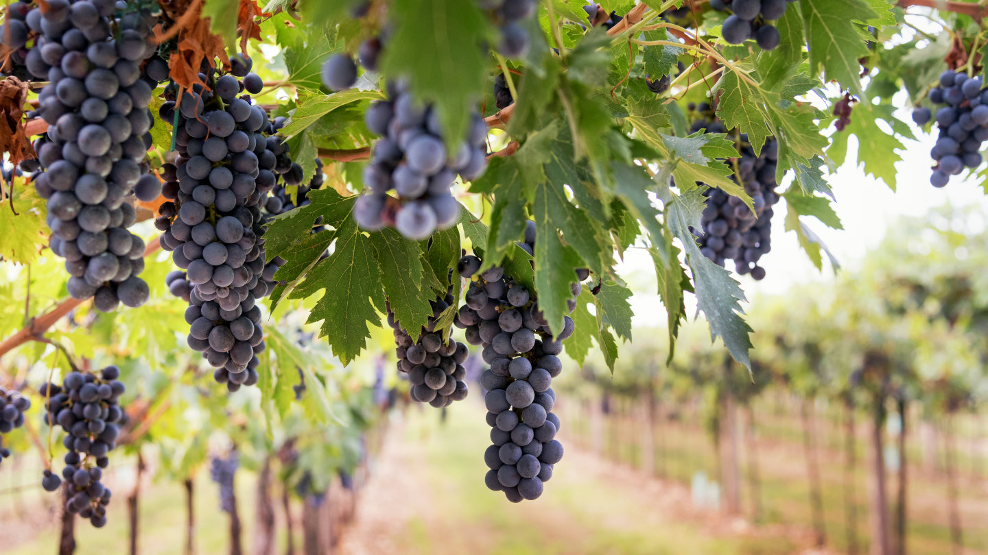 Dr Bec Harris presents to the International Organisation of Vine and Wine