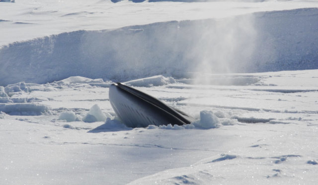 Whale breeching ice