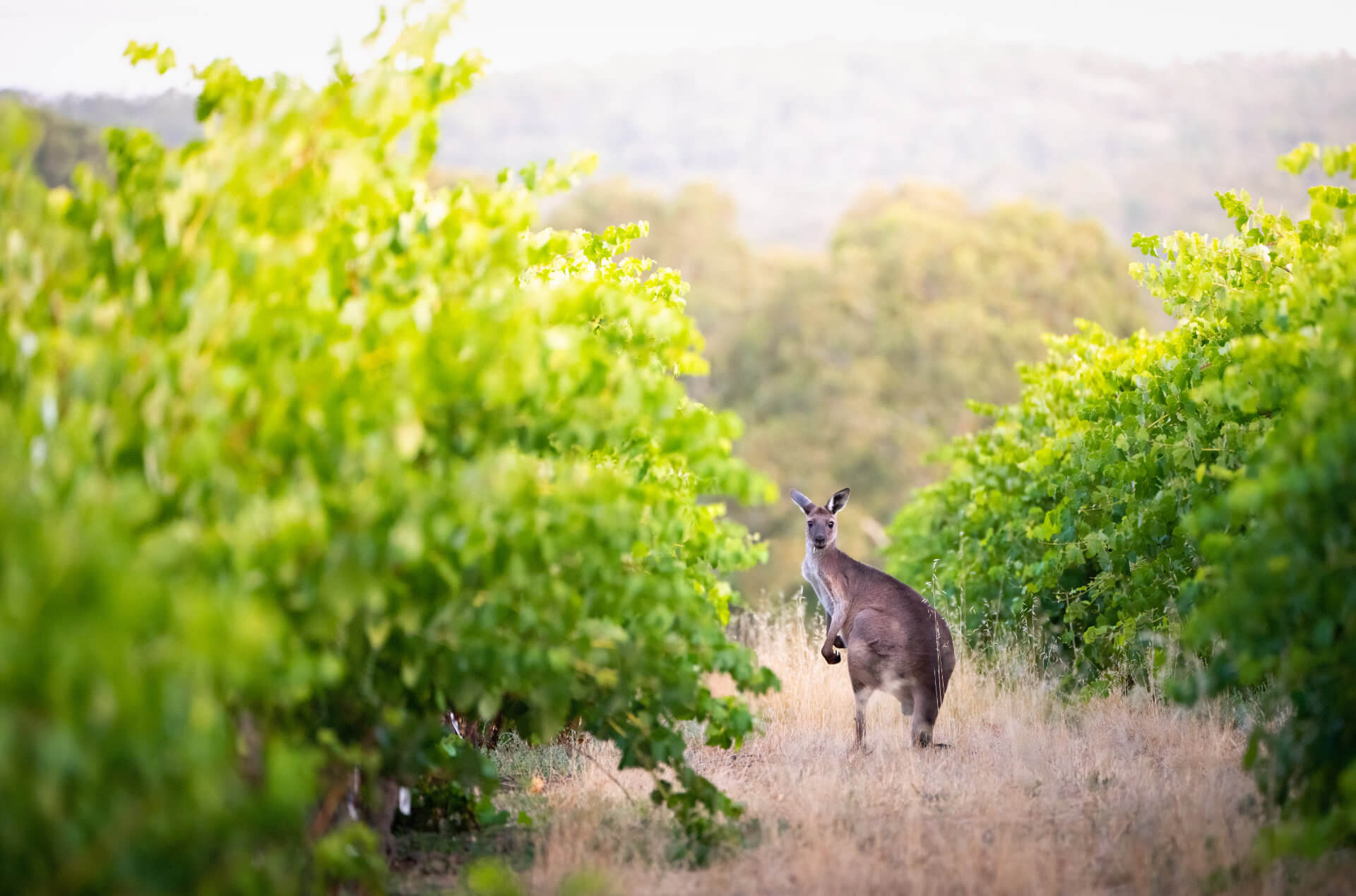 vineyard-kangaroo